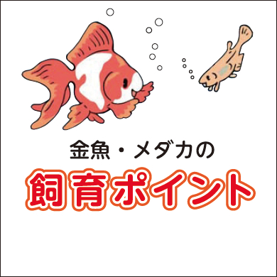 金魚・メダカの飼育ポイント