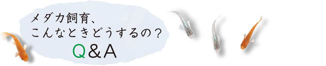 メダカ飼育、こんなときどうするの？ Q&A