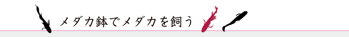 メダカ鉢でメダカを飼う