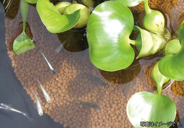 メダカ飼育の水質ケア