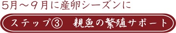 ステップ③　親魚の繁殖サポート