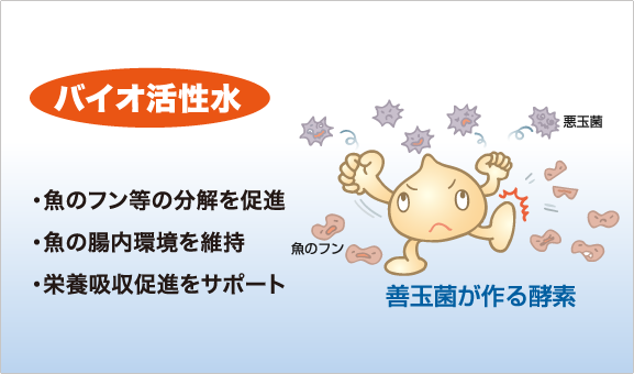 バイオ活性水とは善玉菌酵素を多く含んだ溶液のことを言います。酵素の力により、飼育水の中に排泄された魚のフンやアンモニアの分解が促進されるほか、魚の腸内環境も維持し、また、栄養の吸収促進のサポートする効果があります。